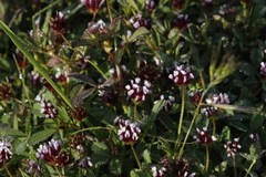 Trifolium variegatum