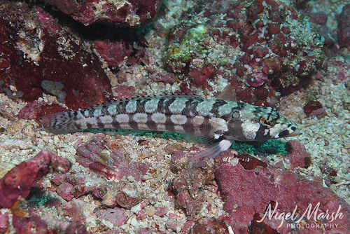 Parapercis tetracantha observed 2026-07-30