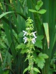 Stachys tenuifolia