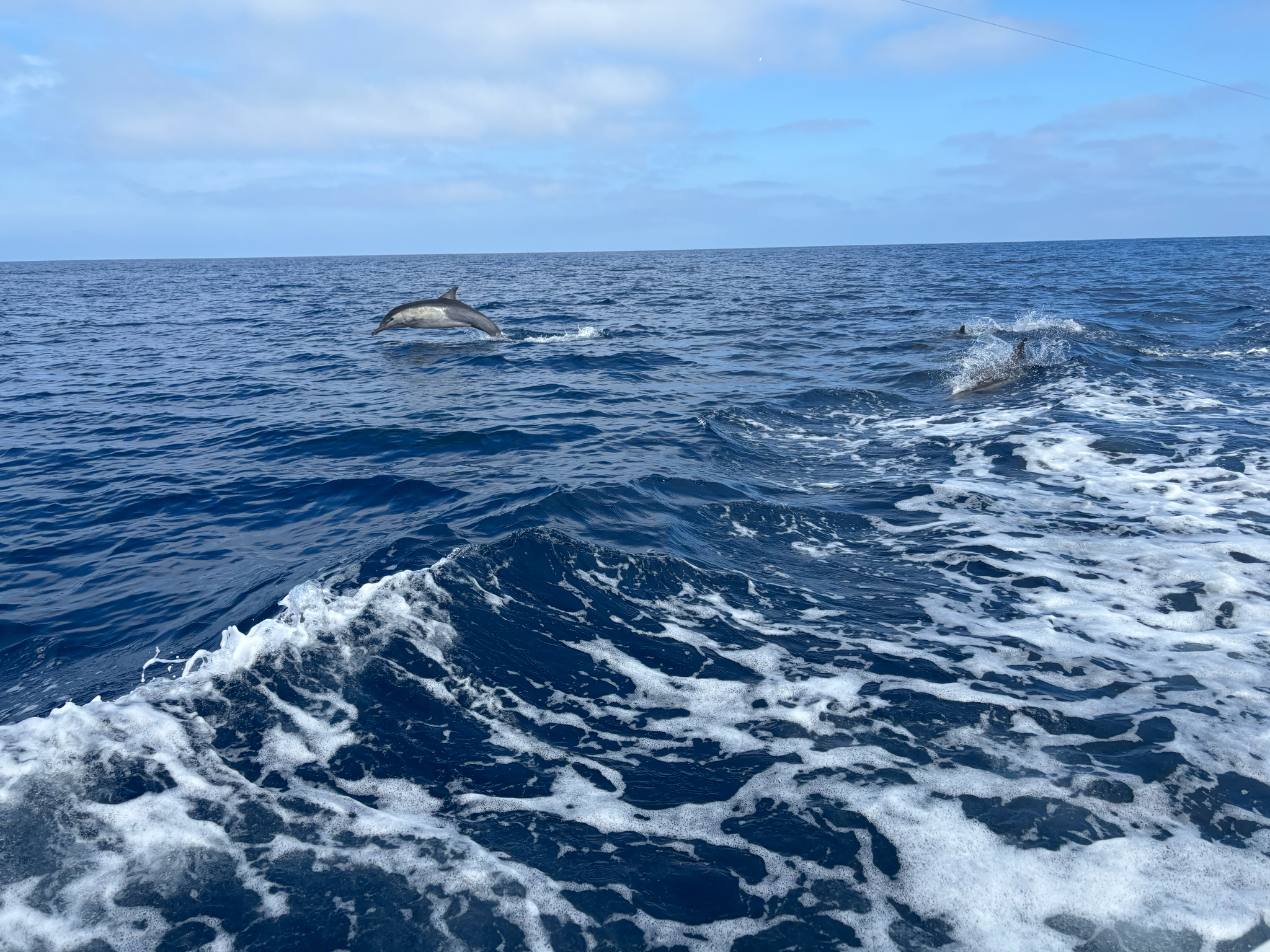 Delphinus delphis