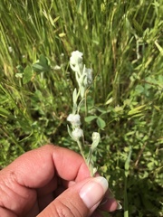 Micropus californicus