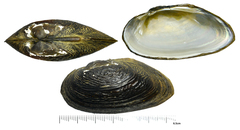 Nodularia douglasiae