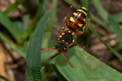 Nomada fulvicornis