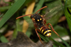Nomada fulvicornis
