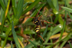 Nomada fulvicornis
