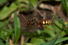 Nomada fulvicornis