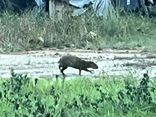 Central American Agouti