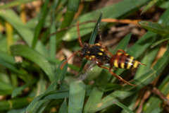 Nomada fulvicornis