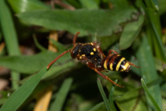 Nomada fulvicornis