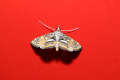 Paracymoriza cataclystalis