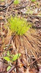 Trichophorum planifolium