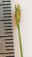 Trichophorum planifolium