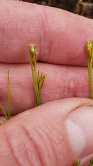 Trichophorum planifolium