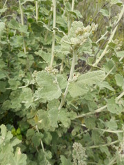 Malacothamnus hallii