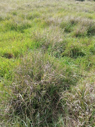 Walwhalleya proluta, 2026-08-08