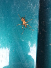 Stenocorus meridianus