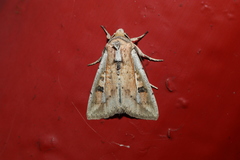 Mythimna albomarginata