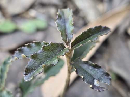 Olearia erubescens, 2026-08-08