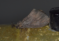 Cryptothelea gloverii