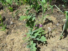 Lathyrus humilis