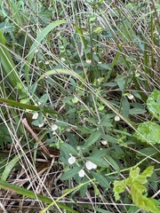 Scutellaria integrifolia, photograph (c) Anne Parker, some rights reserved (CC BY)