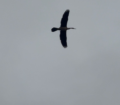 Australasian Darter