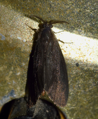 Cryptothelea gloverii