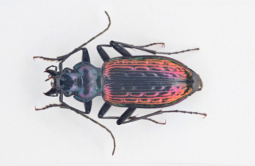 Nebria banksi