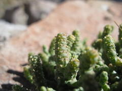 Salicornia andina