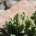 Salicornia andina - Photo (c) danplant, algunos derechos reservados (CC BY-NC), subido por danplant