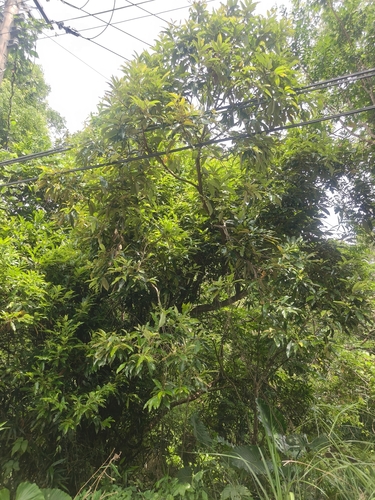 Castanopsis indica observed 2026-08-08