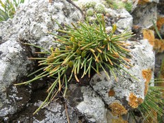 Ephedra monosperma