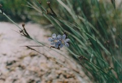 Sisyrinchium rigidifolium