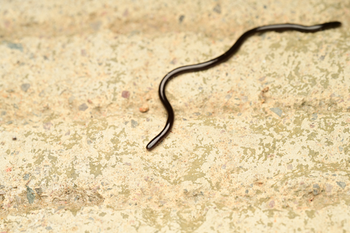 Brahminy Blindsnake