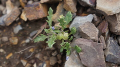 Solanum weddellii