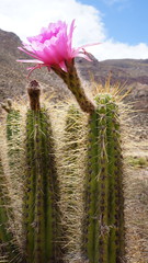 Trichocereus tulhuayacensis
