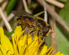 Anasimyia bilinearis