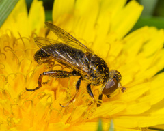 Anasimyia bilinearis