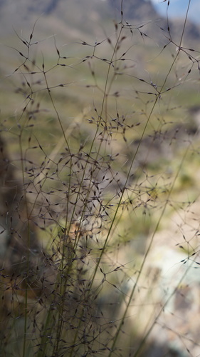 Triniochloa