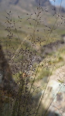 Triniochloa stipoides