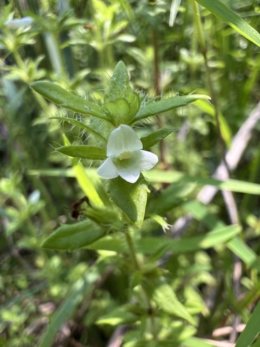 Gratiola pilosa