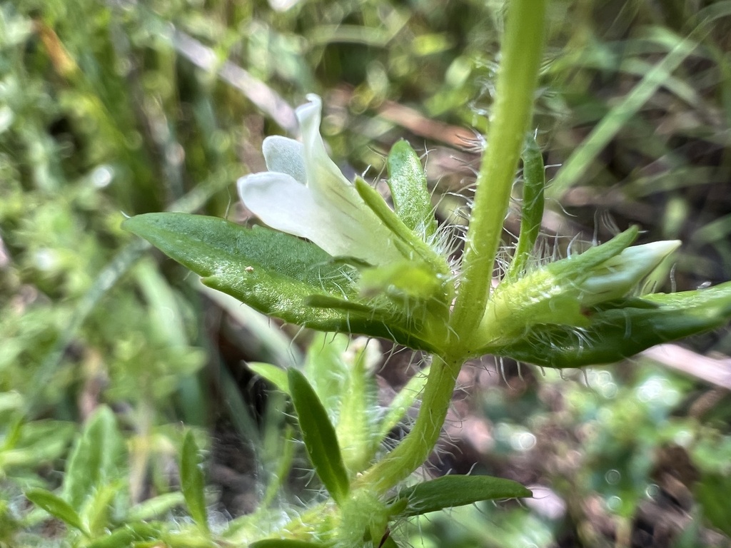 Gratiola pilosa; photograph (c) Anne Parker, some rights reserved (CC BY)