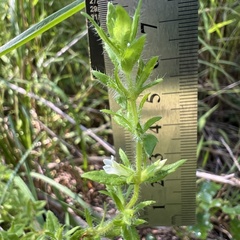 (c) Anne Parker, some rights reserved (CC BY) Gratiola pilosa, photograph (c) Anne Parker, some rights reserved (CC BY)