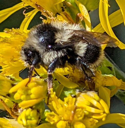 iNaturalist observation photo of Vancouver Bumble Bee