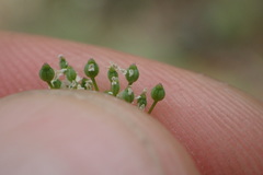 Spermolepis divaricata