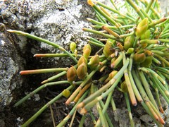 Ephedra monosperma