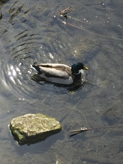 Anas platyrhynchos