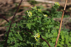 Corydalis nobilis