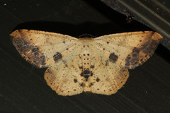 Lophobates inchoata