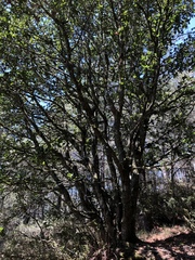 Quercus spinosa